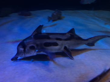 サンシャイン水族館に投稿された画像（2022/5/21）