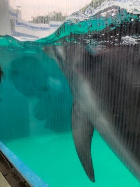 しながわ水族館に投稿された画像（2022/5/21）