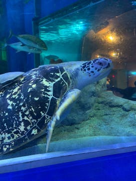 しながわ水族館に投稿された画像（2022/5/21）