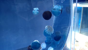 名古屋港水族館に投稿された画像（2022/5/21）