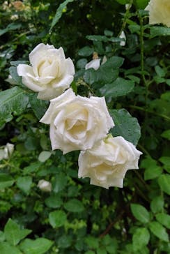 鳩山会館に投稿された画像（2022/5/21）