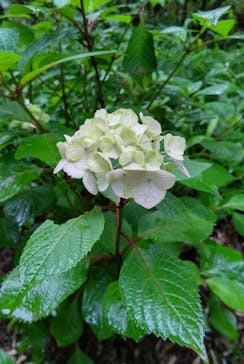鳩山会館に投稿された画像（2022/5/21）