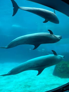 名古屋港水族館に投稿された画像（2022/5/21）