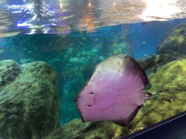 新江ノ島水族館に投稿された画像（2022/5/21）