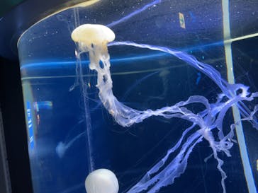 新江ノ島水族館に投稿された画像（2022/5/21）