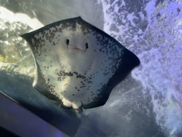 新江ノ島水族館に投稿された画像（2022/5/21）