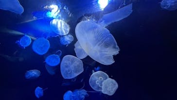 サンシャイン水族館に投稿された画像（2022/5/21）