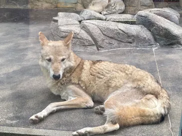 天王寺動物園に投稿された画像（2022/5/21）