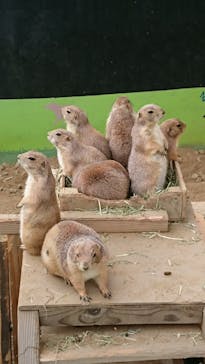 淡路ファームパーク イングランドの丘に投稿された画像（2022/5/21）