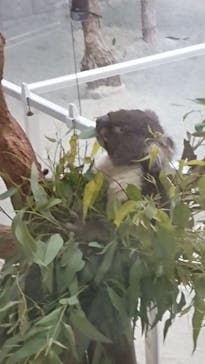 淡路ファームパーク イングランドの丘に投稿された画像（2022/5/21）