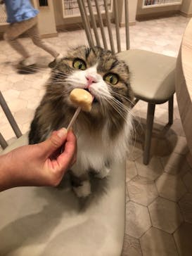 猫カフェモカ　イオンモール幕張新都心店に投稿された画像（2022/5/21）