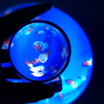 新江ノ島水族館に投稿された画像（2022/5/21）