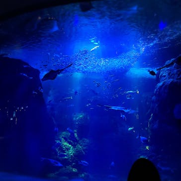 新江ノ島水族館に投稿された画像（2022/5/21）