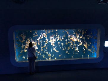 新江ノ島水族館に投稿された画像（2022/5/21）