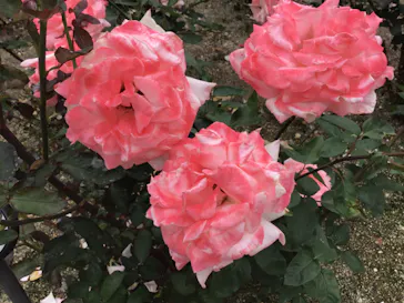 ひらかたパークに投稿された画像（2022/5/21）