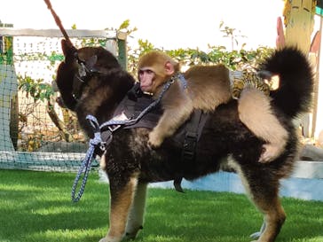 おさるランド＆アニタウン　日光さる軍団劇場に投稿された画像（2022/5/21）