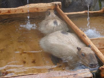 那須どうぶつ王国に投稿された画像（2022/5/21）