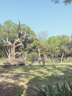 天王寺動物園に投稿された画像（2022/5/22）