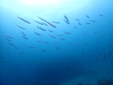 ダイブロックに投稿された画像（2022/5/22）