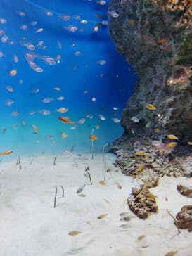アクアワールド茨城県大洗水族館に投稿された画像（2022/5/22）
