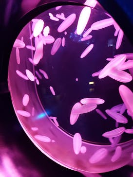 アクアワールド茨城県大洗水族館に投稿された画像（2022/5/22）