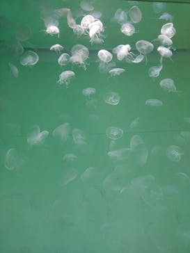 アクアワールド茨城県大洗水族館に投稿された画像（2022/5/22）