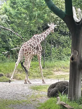 天王寺動物園に投稿された画像（2022/5/22）