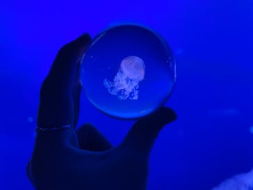 新江ノ島水族館に投稿された画像（2022/5/22）