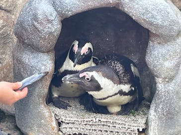 サンシャイン水族館に投稿された画像（2022/5/22）
