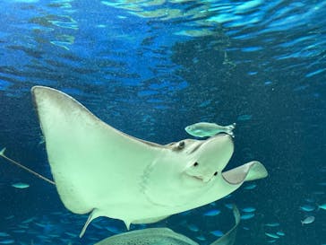サンシャイン水族館に投稿された画像（2022/5/22）