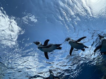 サンシャイン水族館に投稿された画像（2022/5/22）