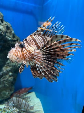 アクアワールド茨城県大洗水族館に投稿された画像（2022/5/22）