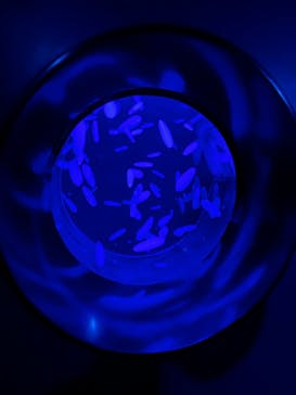 アクアワールド茨城県大洗水族館に投稿された画像（2022/5/22）