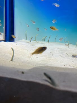 アクアワールド茨城県大洗水族館に投稿された画像（2022/5/22）