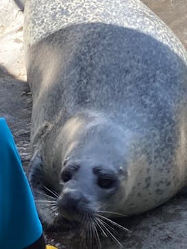 しながわ水族館に投稿された画像（2022/5/22）