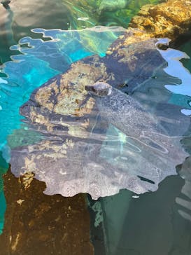 しながわ水族館に投稿された画像（2022/5/22）