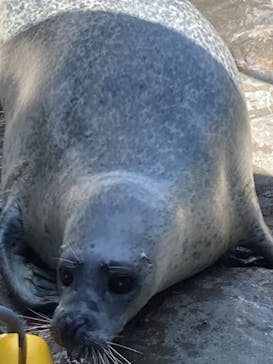しながわ水族館に投稿された画像（2022/5/22）