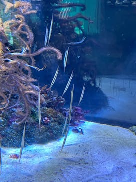 名古屋港水族館に投稿された画像（2022/5/22）