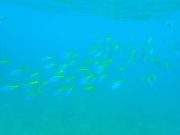 石垣島 ADVENTURE PiPi（イシガキジマアドベンチャーピピ）に投稿された画像（2022/5/22）