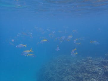 石垣島 ADVENTURE PiPi（イシガキジマアドベンチャーピピ）に投稿された画像（2022/5/22）