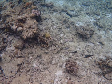 石垣島 ADVENTURE PiPi（イシガキジマアドベンチャーピピ）に投稿された画像（2022/5/22）