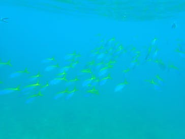 石垣島 ADVENTURE PiPi（イシガキジマアドベンチャーピピ）に投稿された画像（2022/5/22）