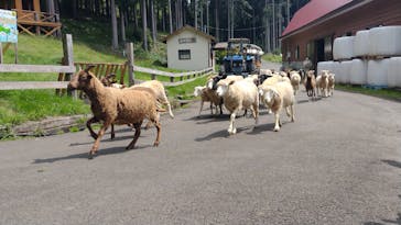 まかいの牧場に投稿された画像（2022/5/22）