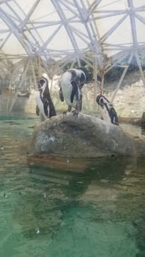 城崎マリンワールドに投稿された画像（2022/5/22）