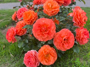 いばらきフラワーパークに投稿された画像（2022/5/22）