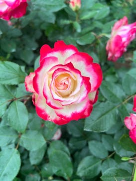 いばらきフラワーパークに投稿された画像（2022/5/22）