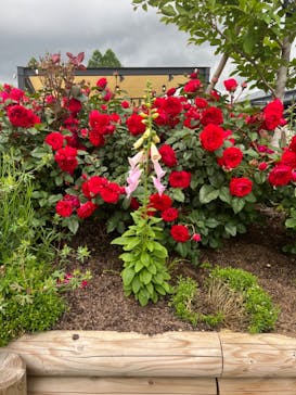 いばらきフラワーパークに投稿された画像（2022/5/22）