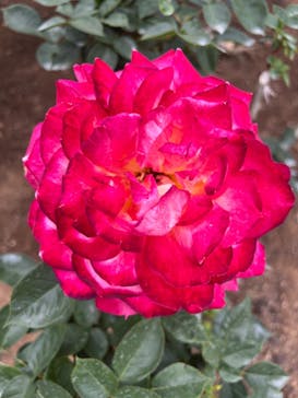 いばらきフラワーパークに投稿された画像（2022/5/22）