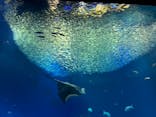 アクアワールド茨城県大洗水族館に投稿された画像（2022/5/22）
