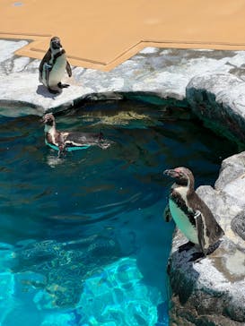 アクアワールド茨城県大洗水族館に投稿された画像（2022/5/22）